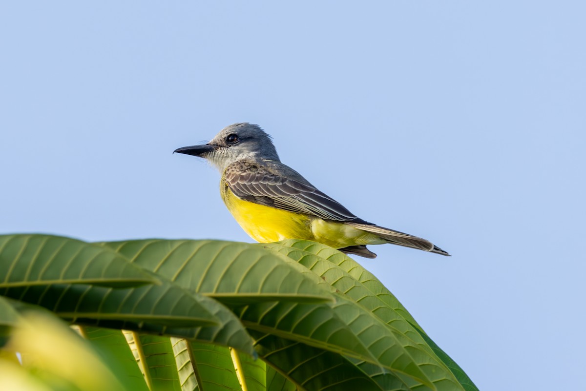 Tropical Kingbird - Mason Flint