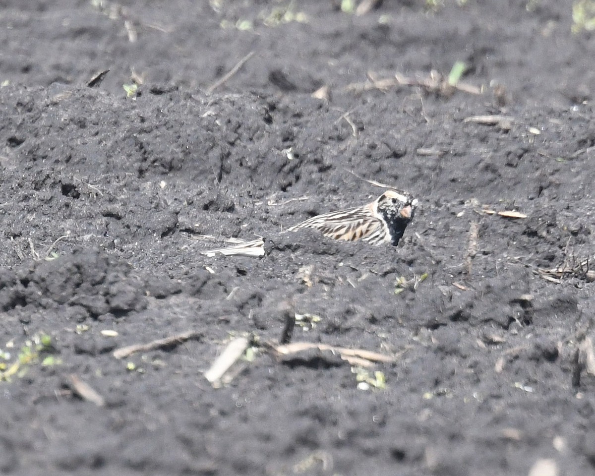 Lapland Longspur - Michael Topp