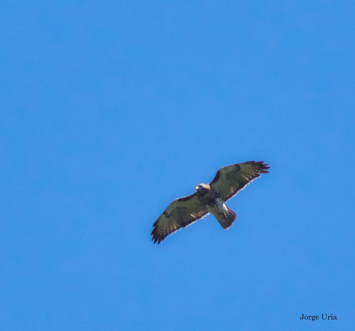 Red-tailed Hawk - Jorge Uria