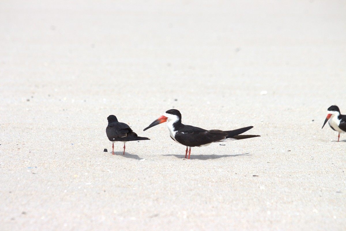 Black Skimmer - ML616699822