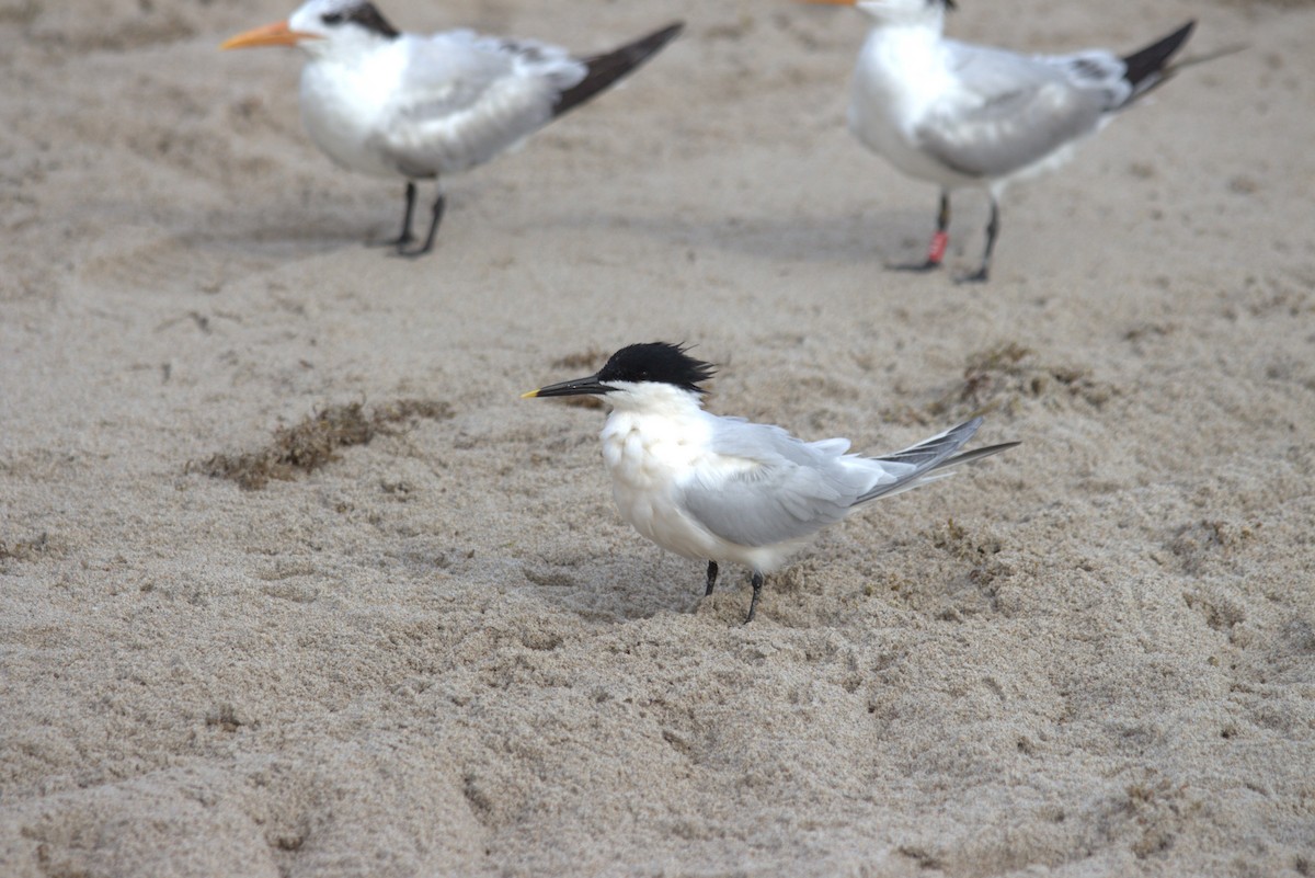 Sandwich Tern - ML616699871