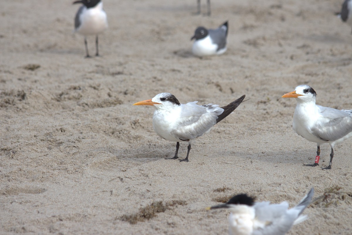 Royal Tern - ML616699941