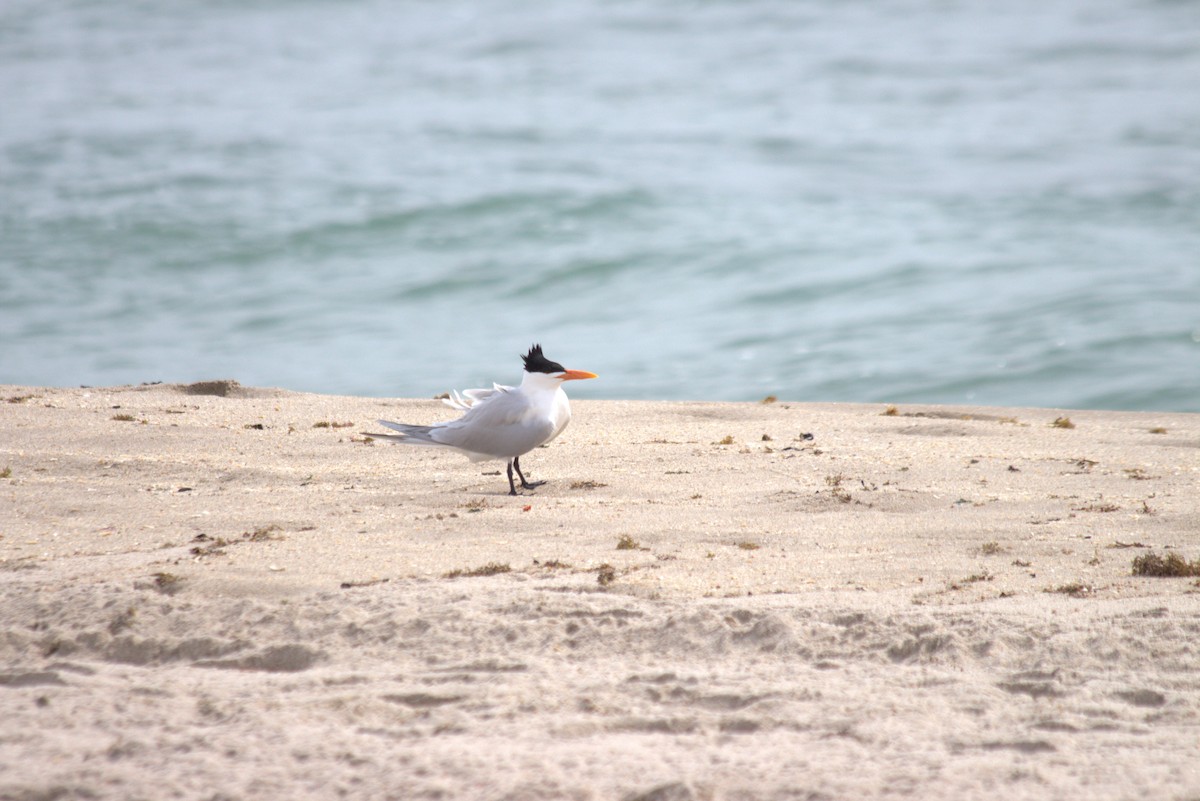 Royal Tern - ML616699942