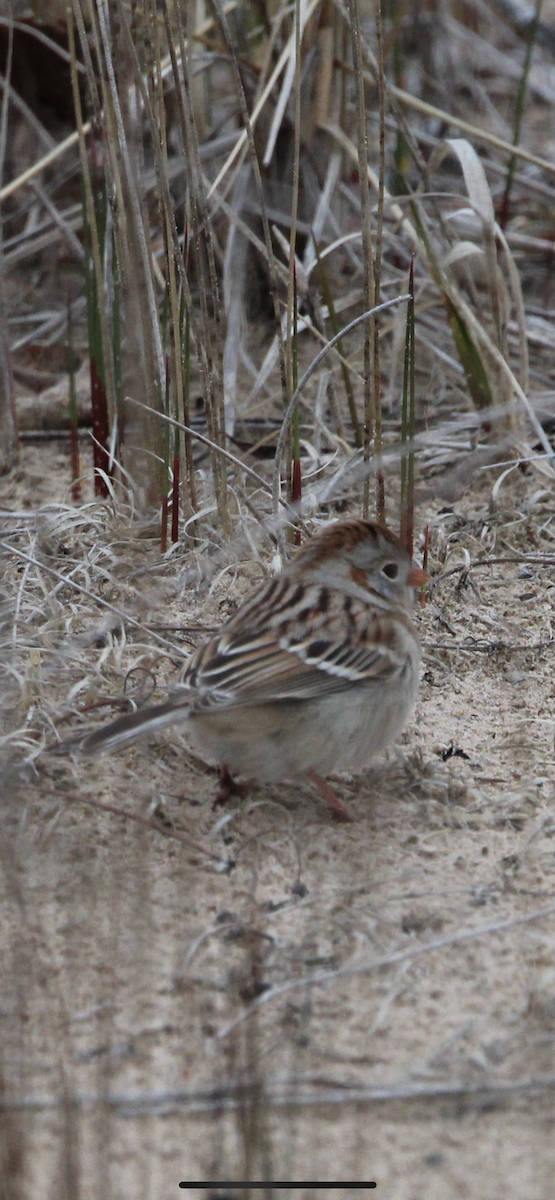 Field Sparrow - ML616699959