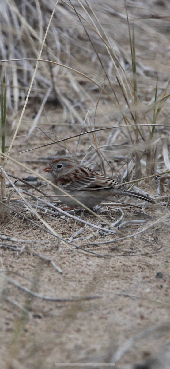 Field Sparrow - ML616699960
