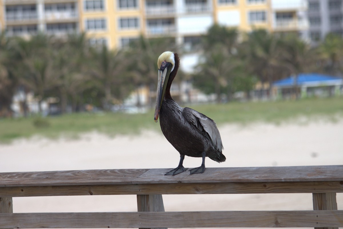 Brown Pelican - ML616699977