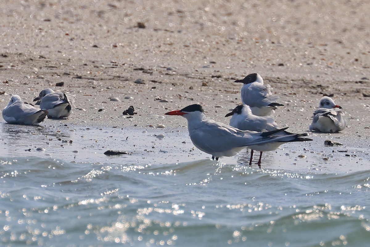 Caspian Tern - ML616699983