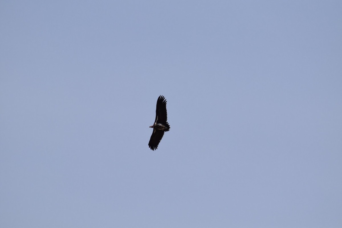 Lappet-faced Vulture - ML616700004