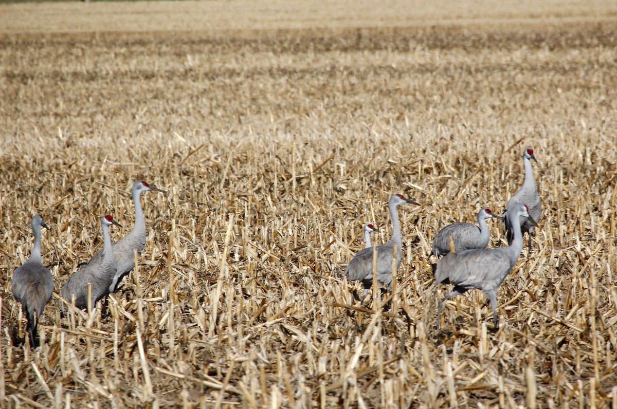 Grulla Canadiense - ML616700040