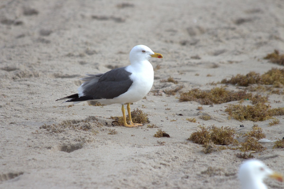 Lesser Black-backed Gull - ML616700049