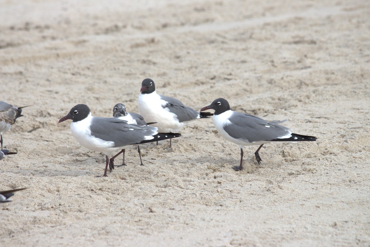 Mouette atricille - ML616700054