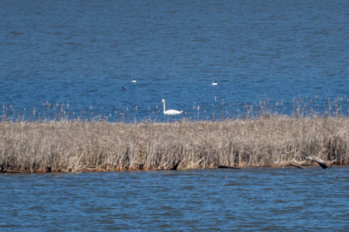 Cygne tuberculé - ML616700089