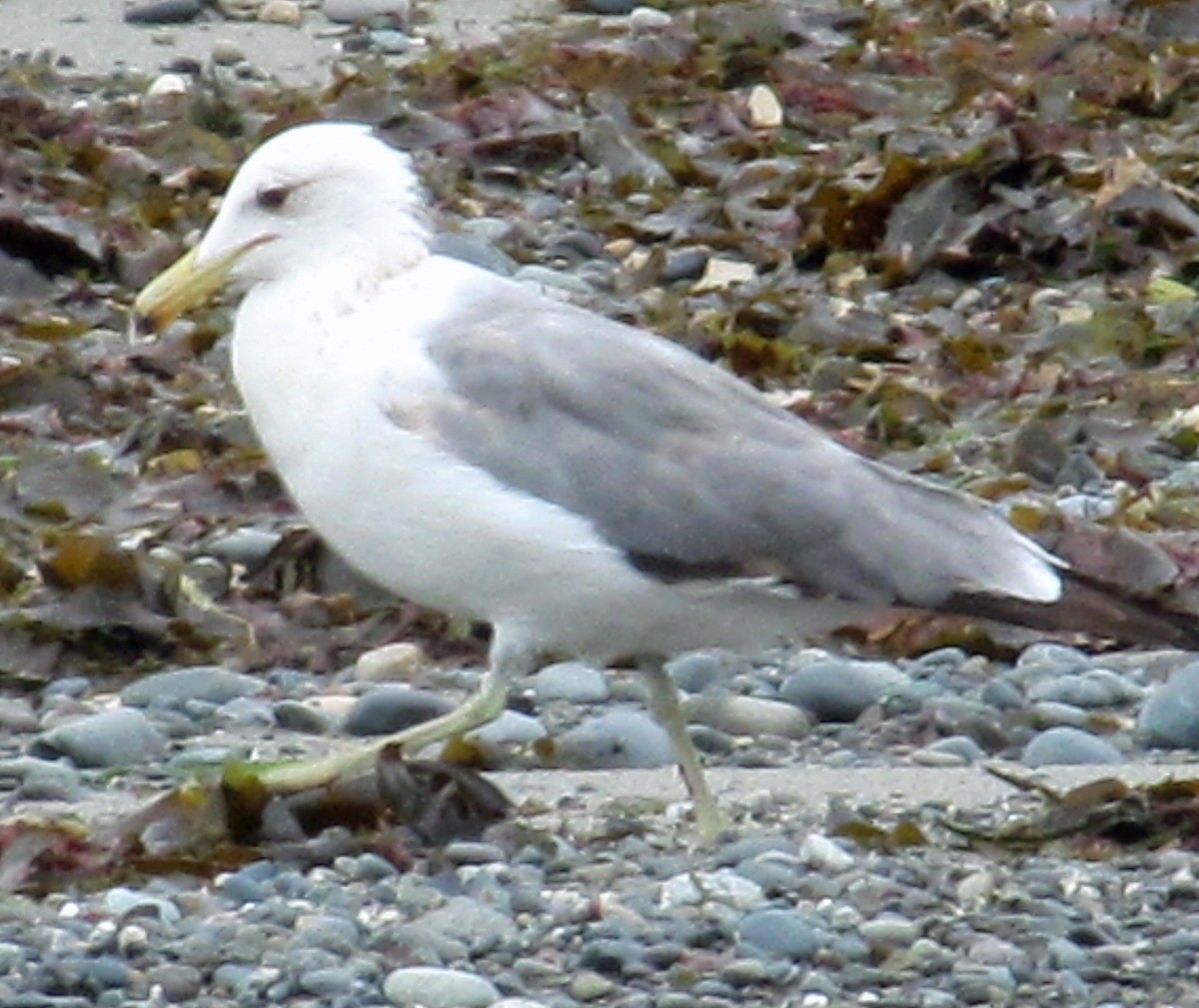 Goéland de Californie - ML61670011