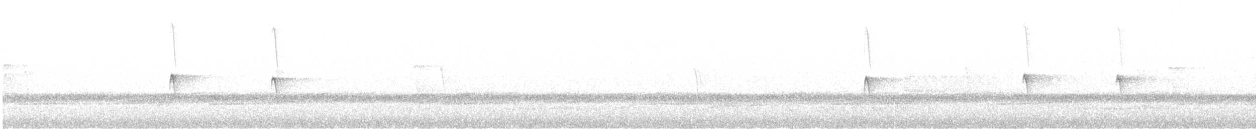 Weißbauch-Phoebetyrann - ML616700125