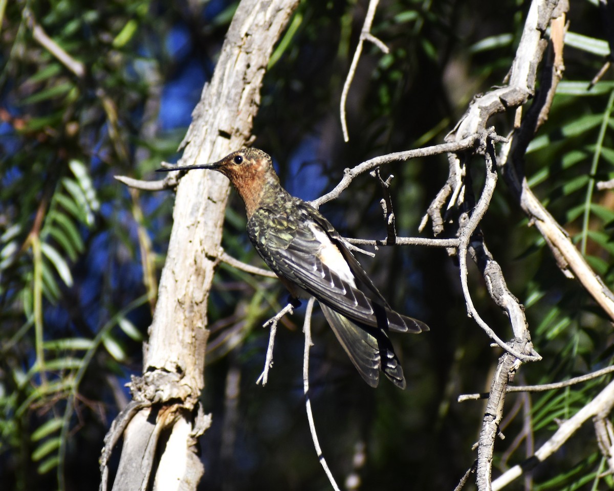 Giant Hummingbird - ML616700187