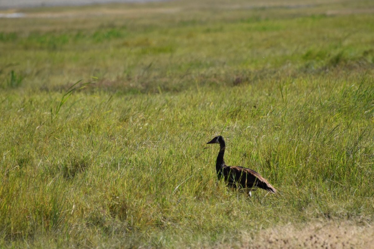 Spur-winged Goose - ML616700277