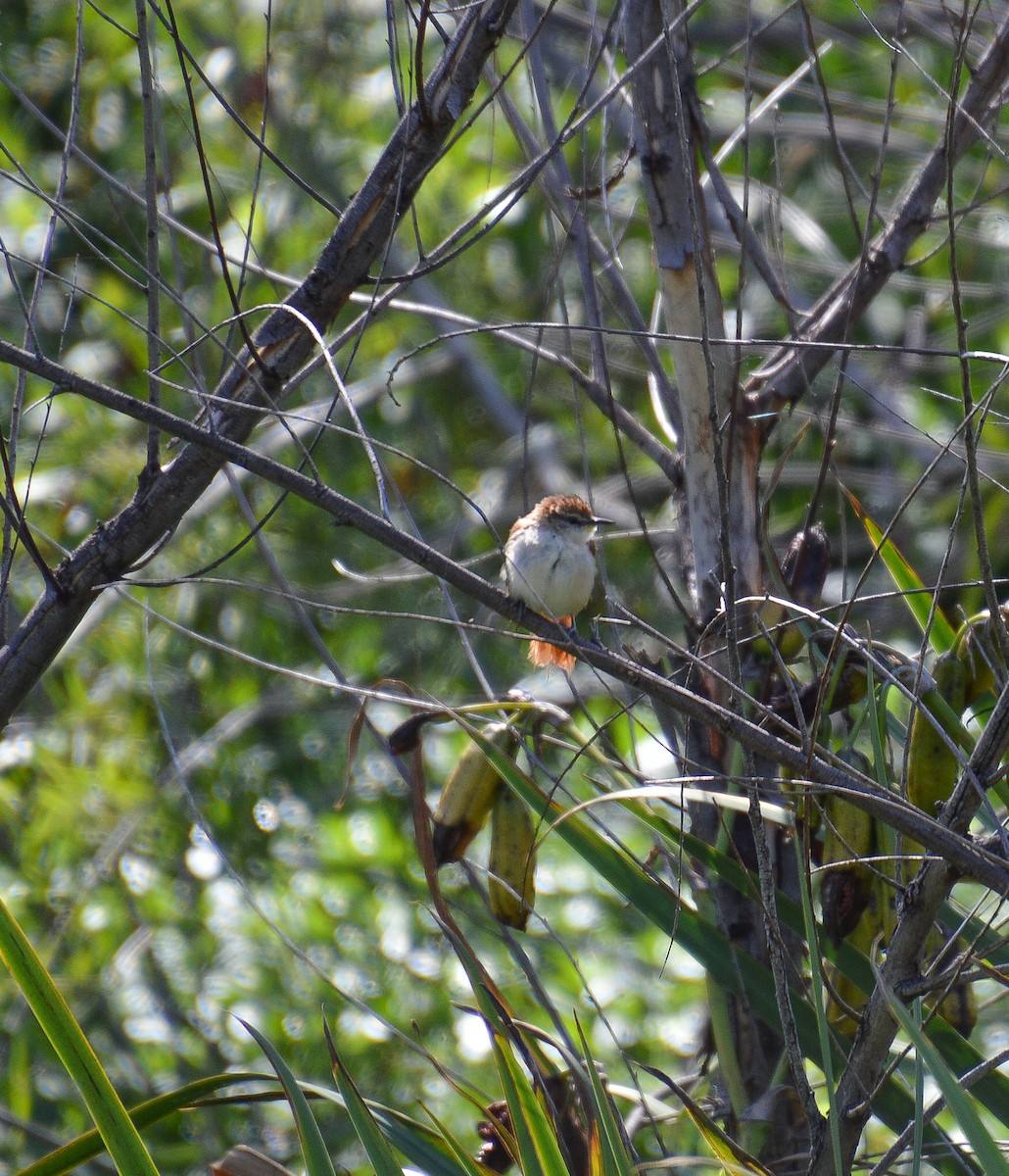 Yellow-chinned Spinetail - ML616700300