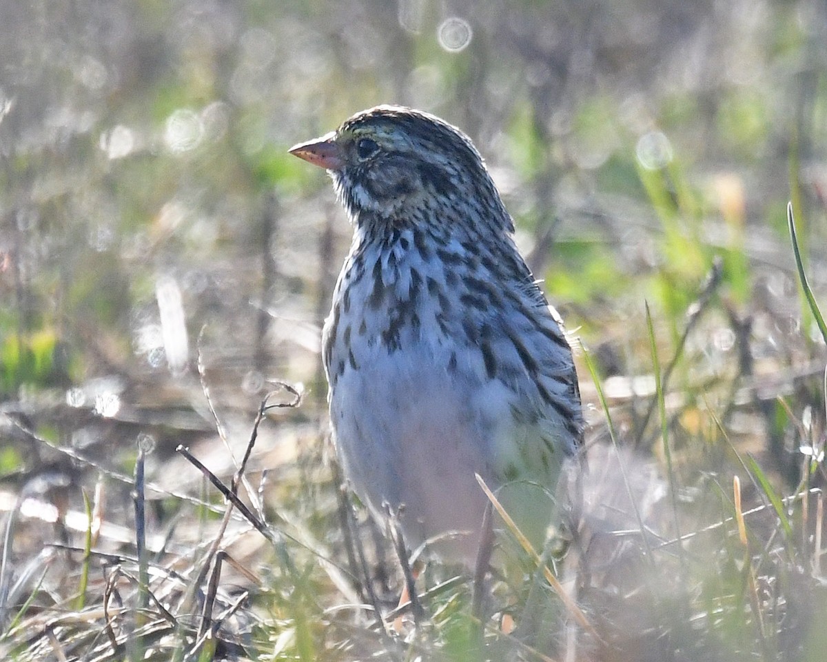 Savannah Sparrow - Michael Topp