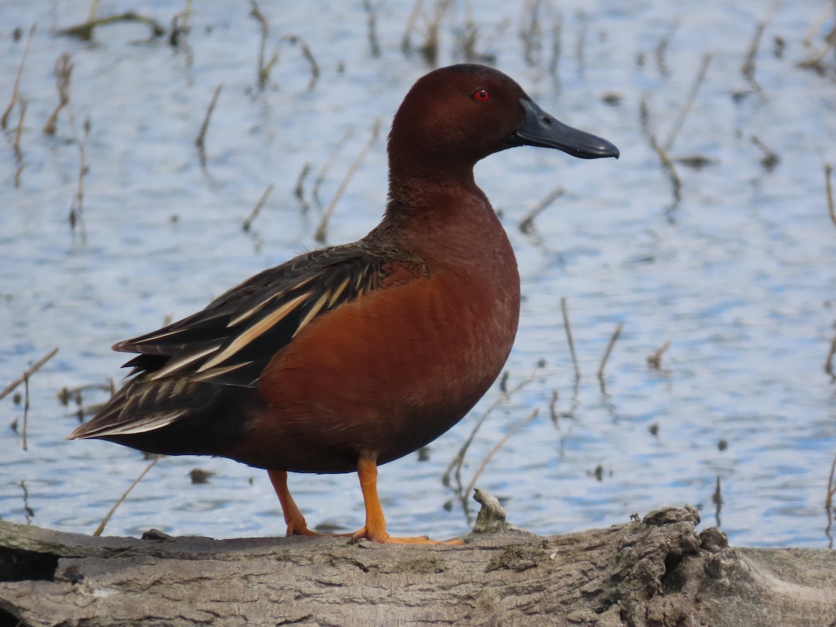 Cinnamon Teal - karen pinckard