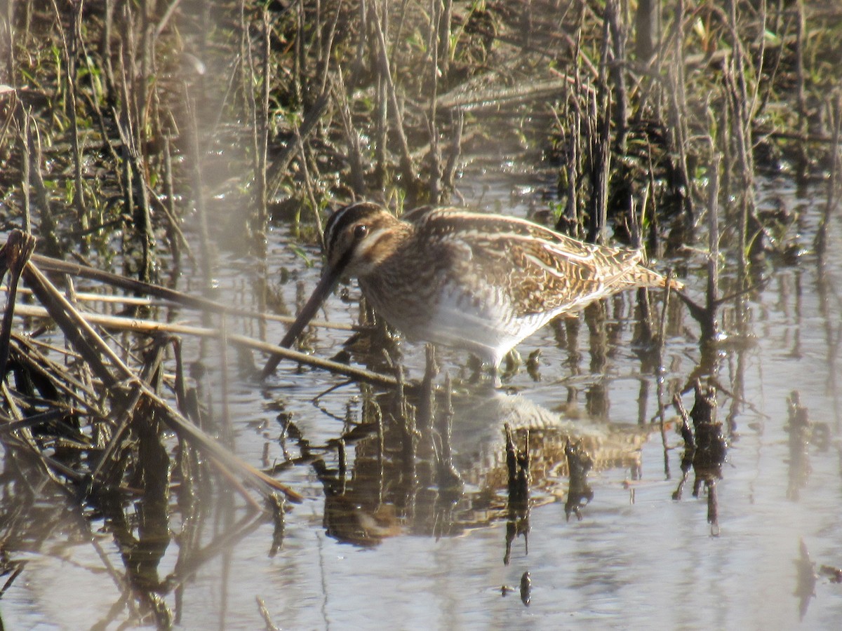 Wilson's Snipe - ML616700440