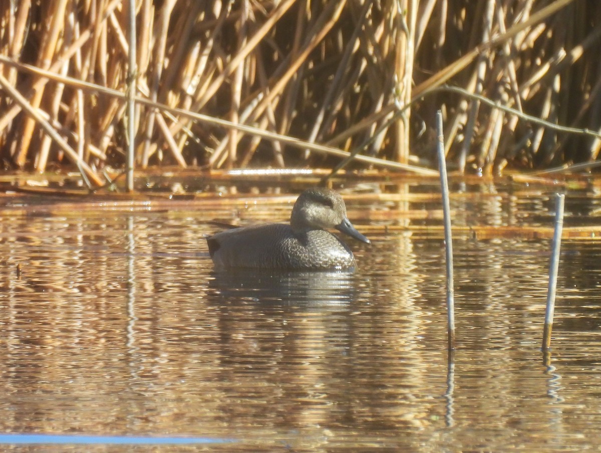 Gadwall - ML616700466