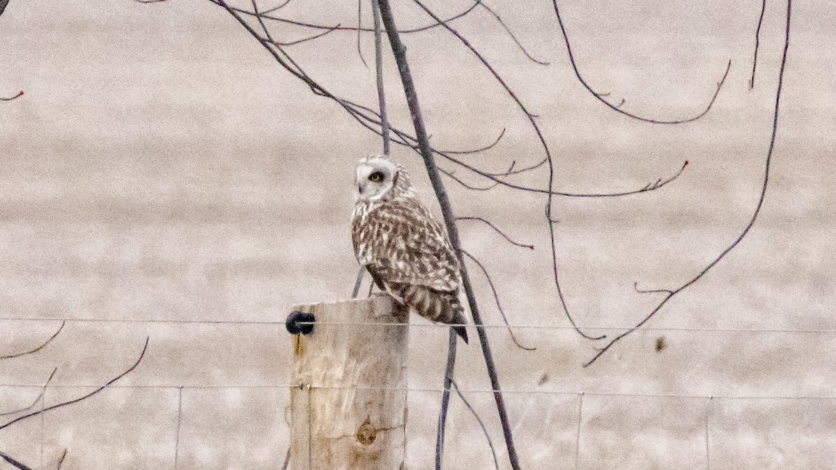 Short-eared Owl - ML616700474