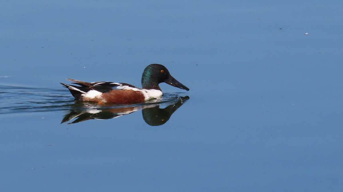 Northern Shoveler - ML616700488