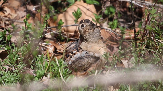 American Woodcock - ML616700499