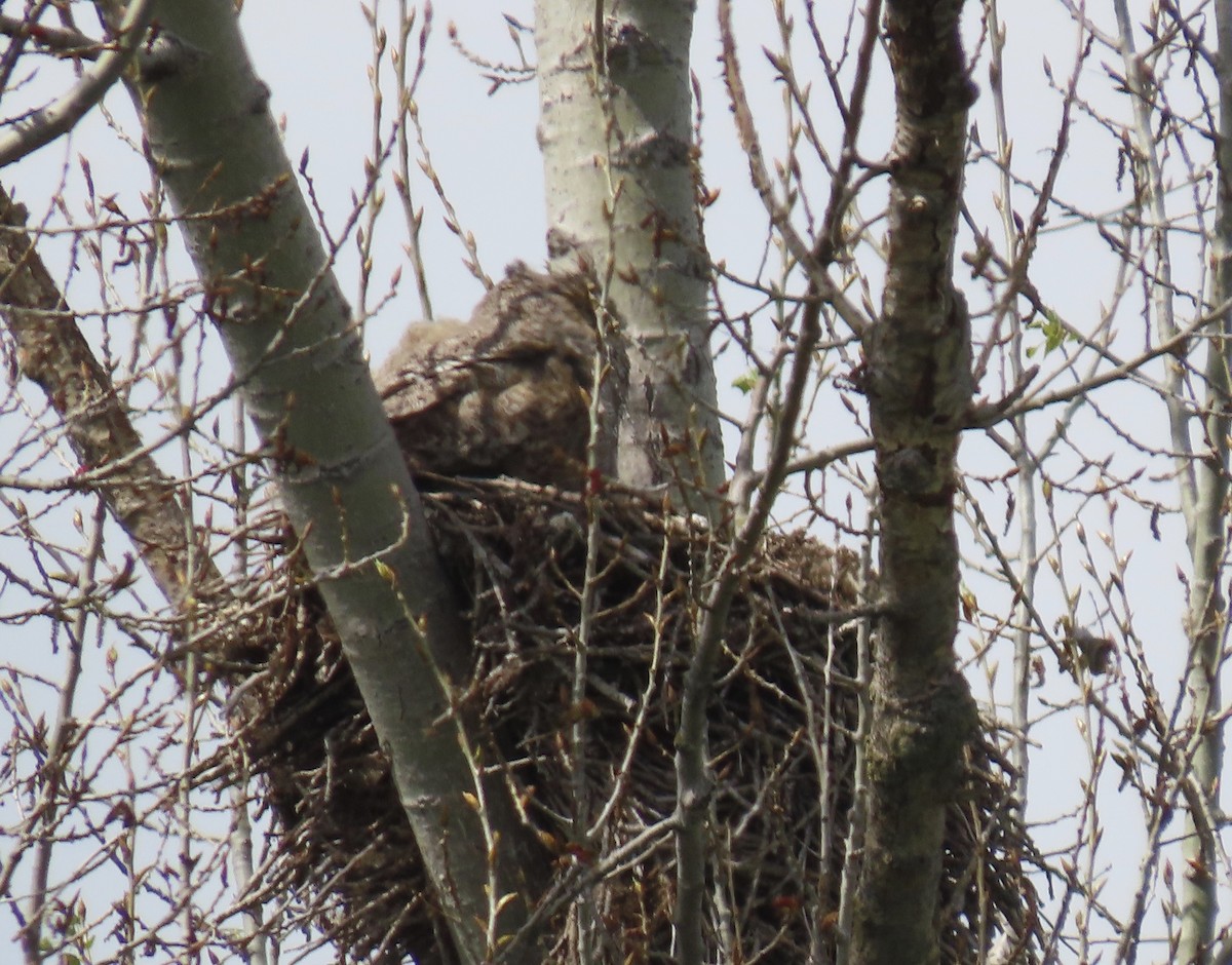 Great Horned Owl - ML616700513