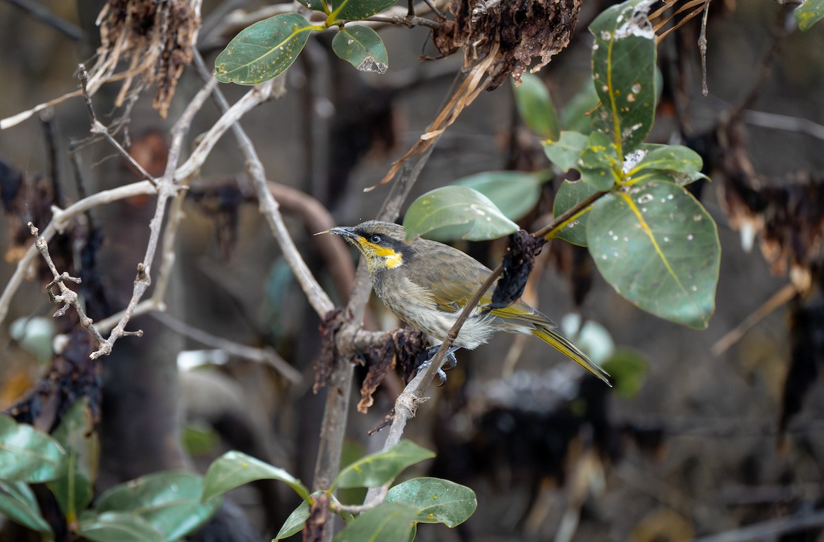 Mangrove Honeyeater - Davis Lau