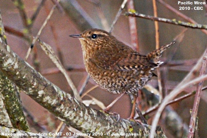 Pacific Wren - Jim Greaves