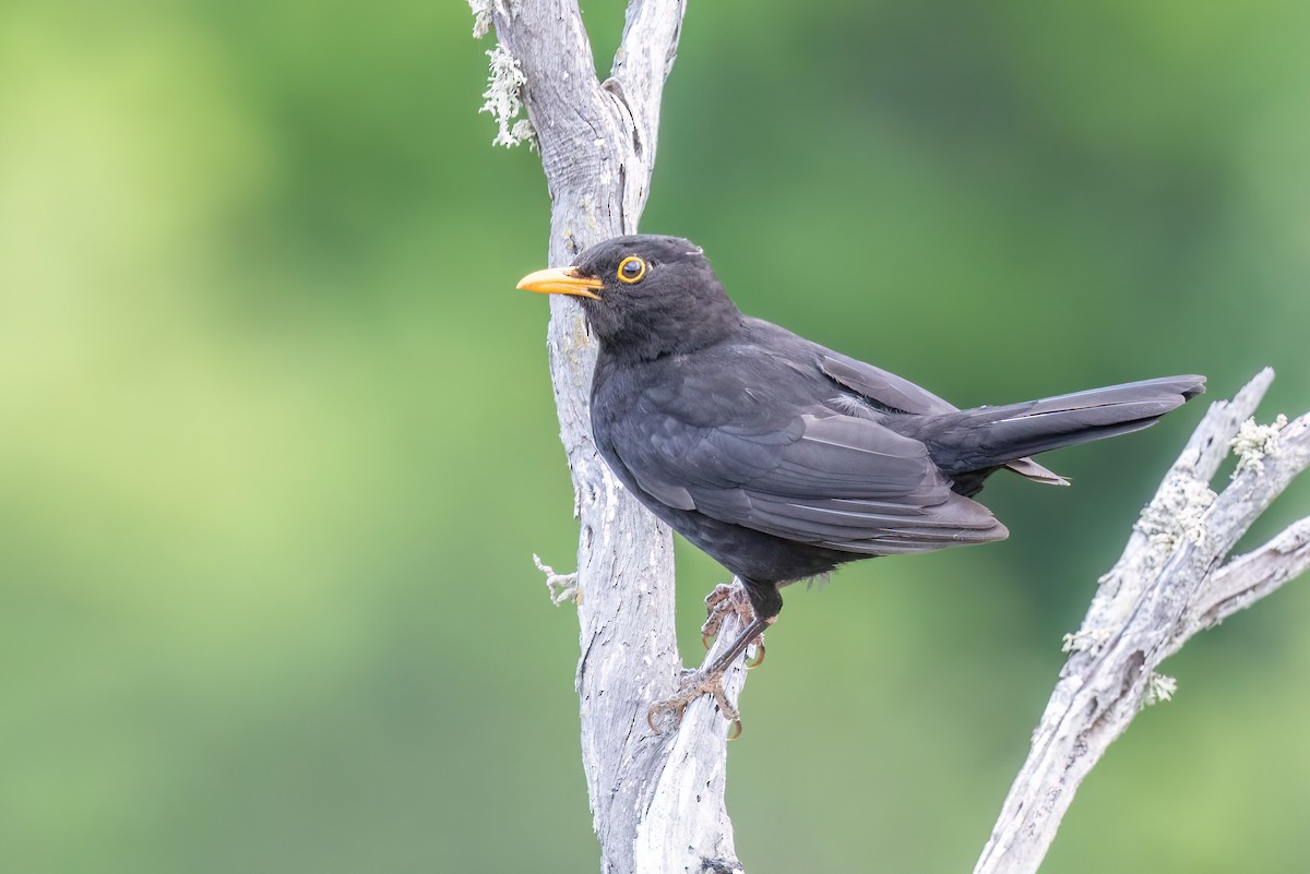 Eurasian Blackbird - ML616700589