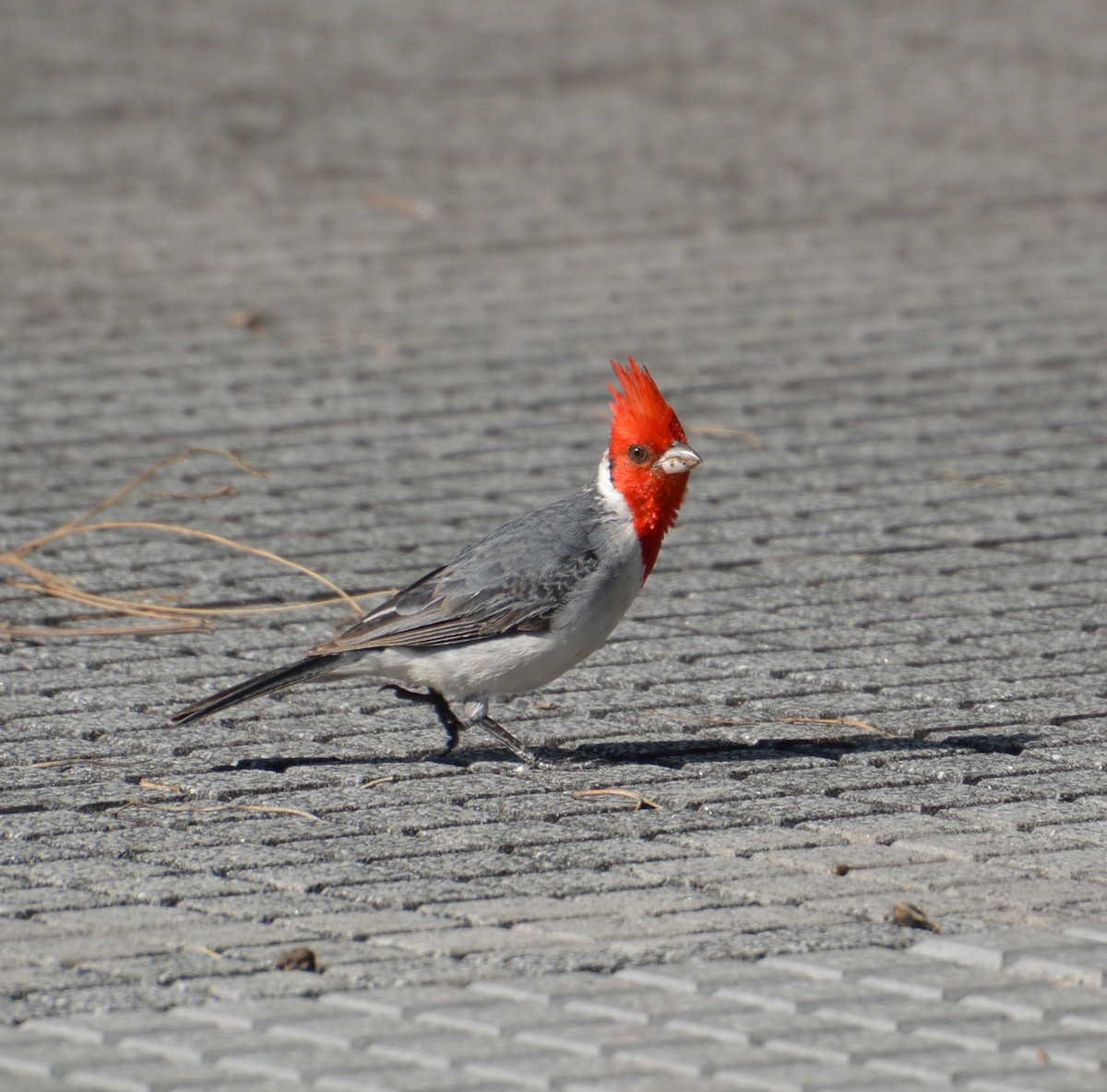 Red-crested Cardinal - ML616700596