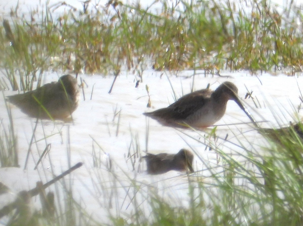 Long-billed Dowitcher - Lesha Roberts