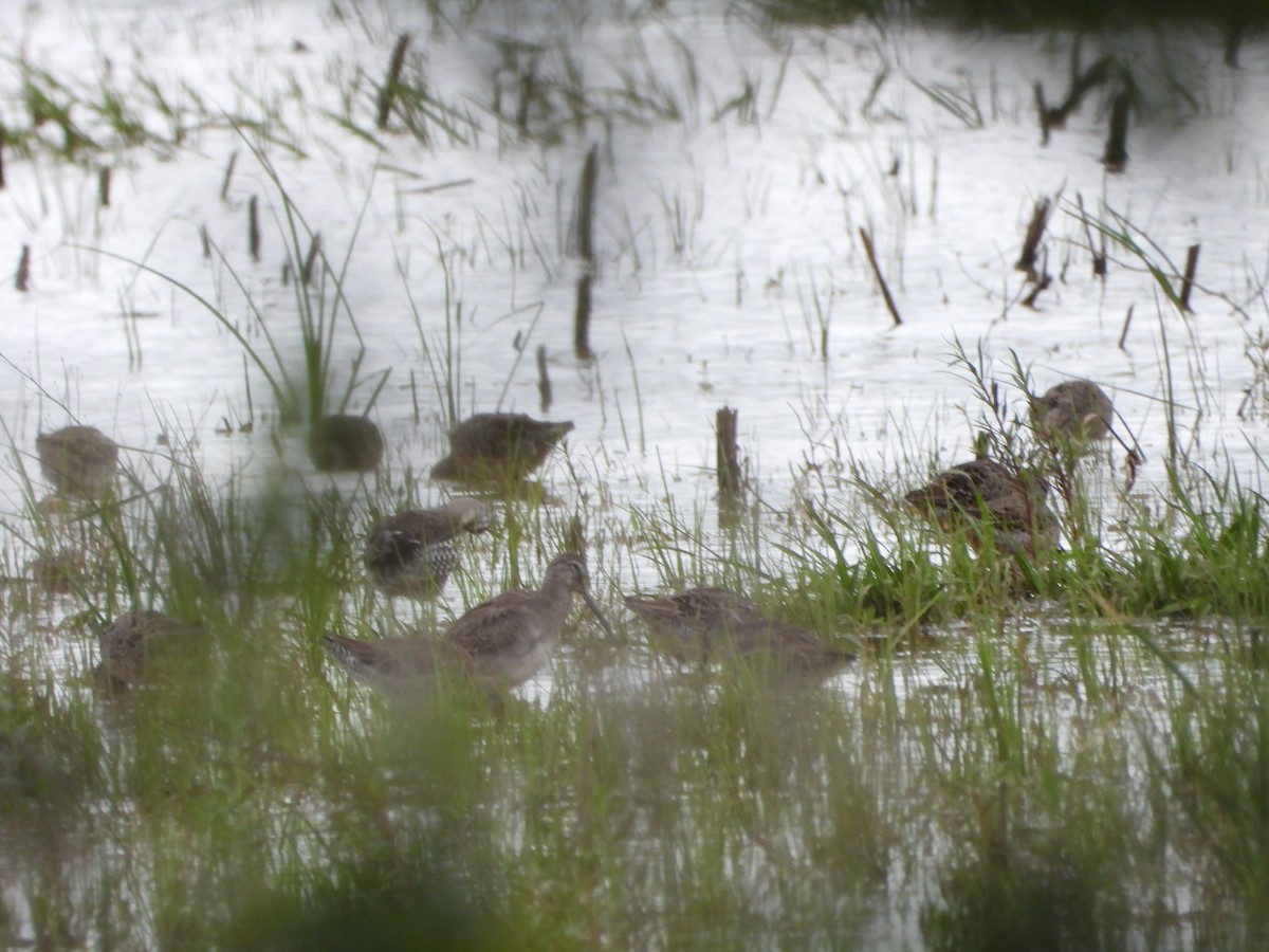 Long-billed Dowitcher - Lesha Roberts