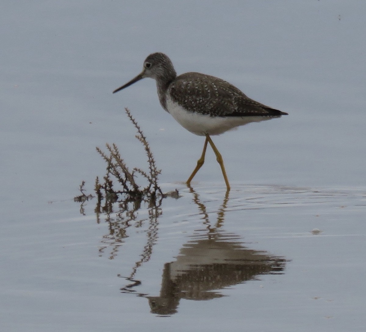 Greater Yellowlegs - Stephen Heinrich