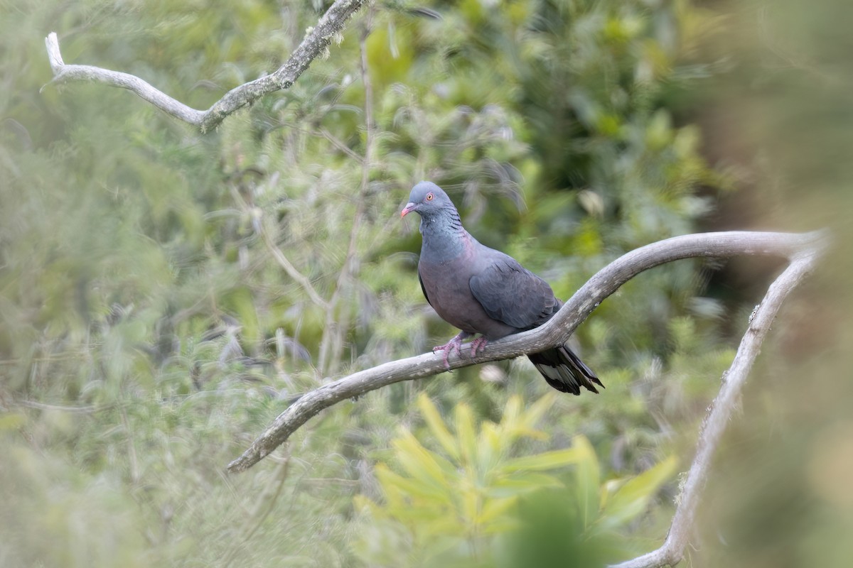 Pigeon de Bolle - ML616700644