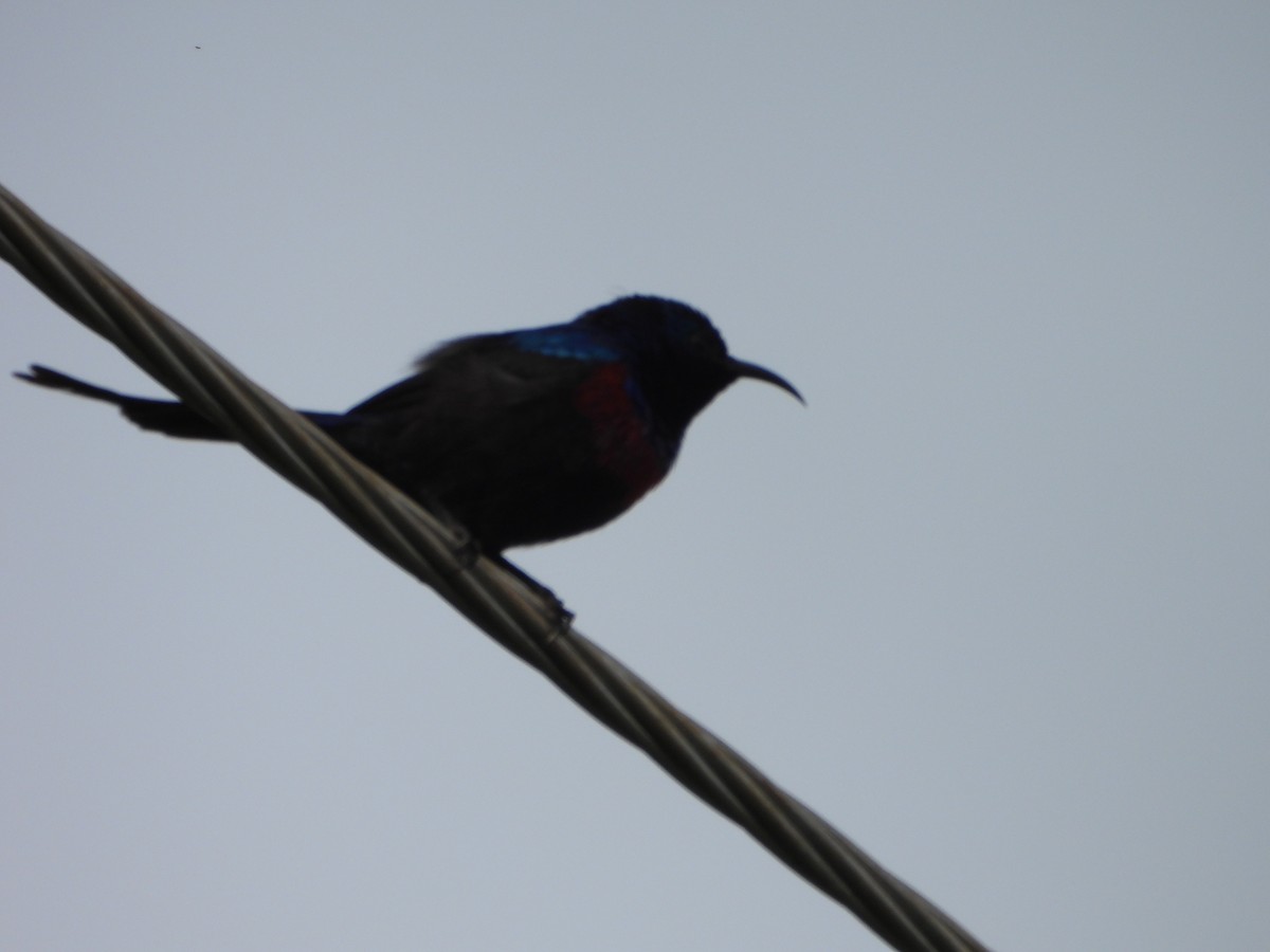 Нектаркові sp. (sunbird sp.) - ML616700652