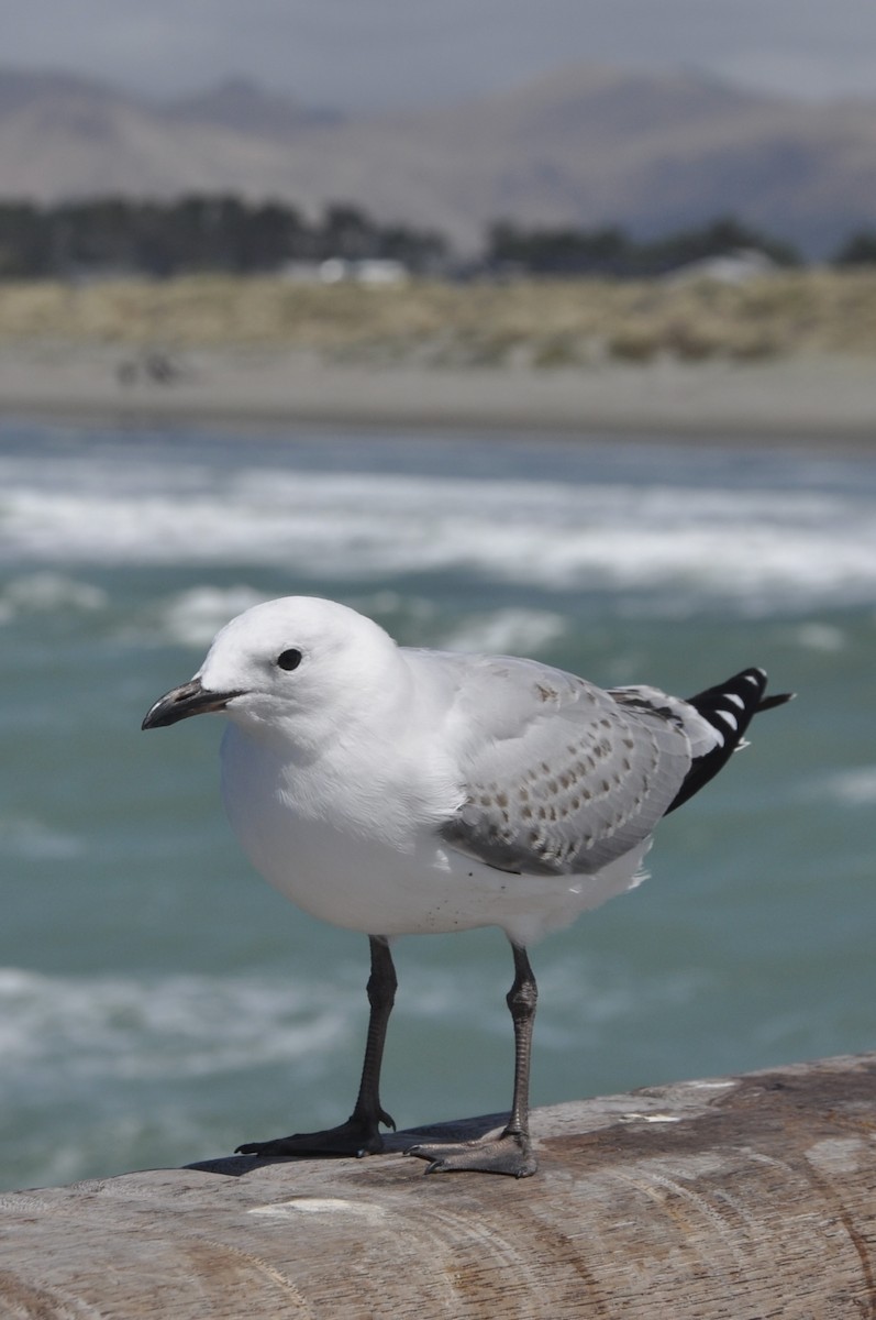 Silver Gull - ML616700661