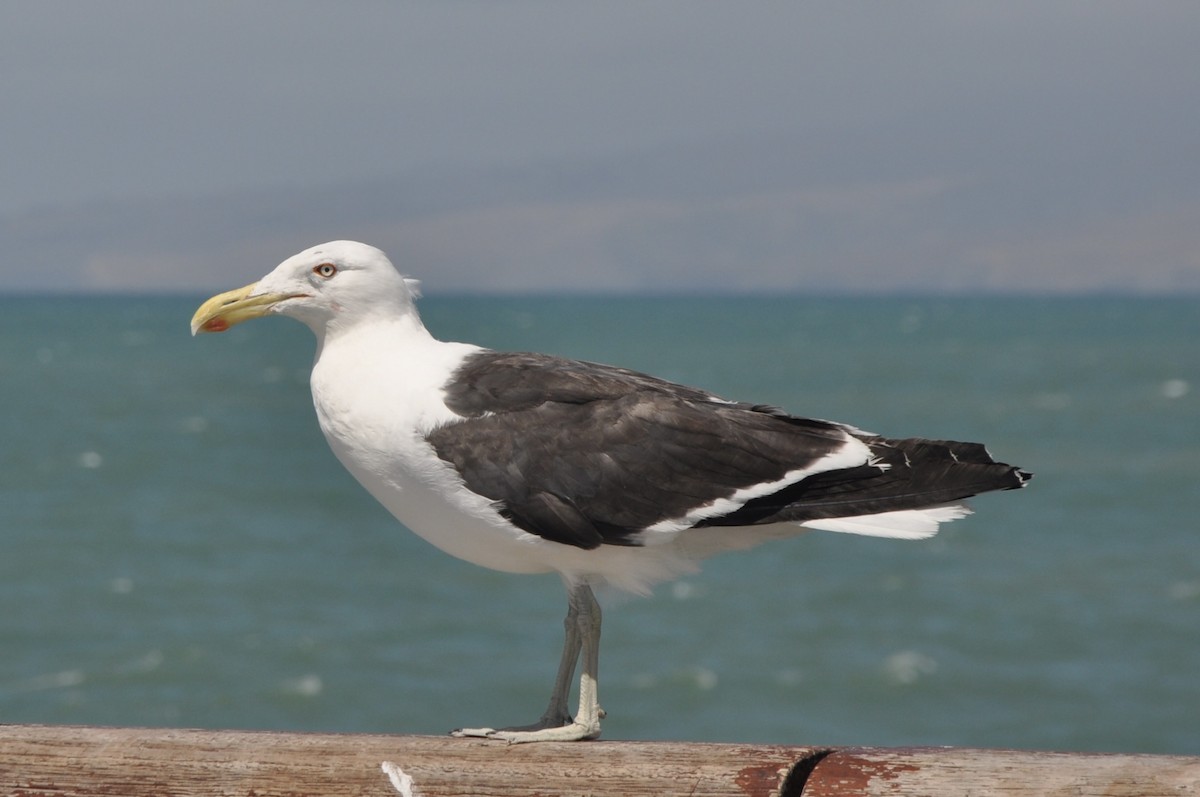 Kelp Gull - Anne Toews