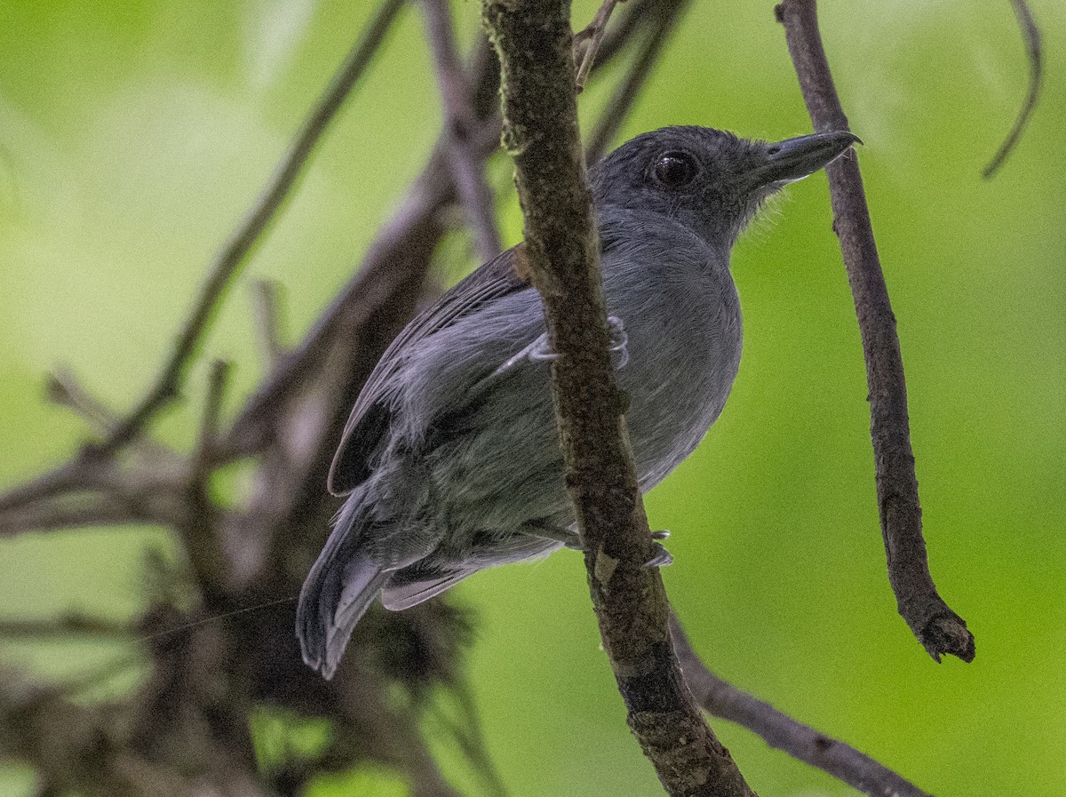 Plain-winged Antshrike - Philip Reimers