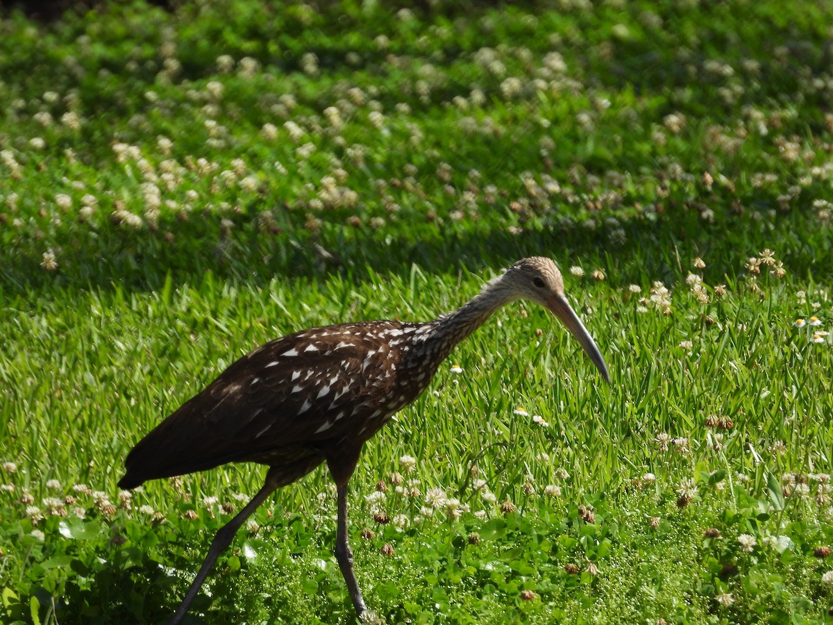 Limpkin - William Cormack