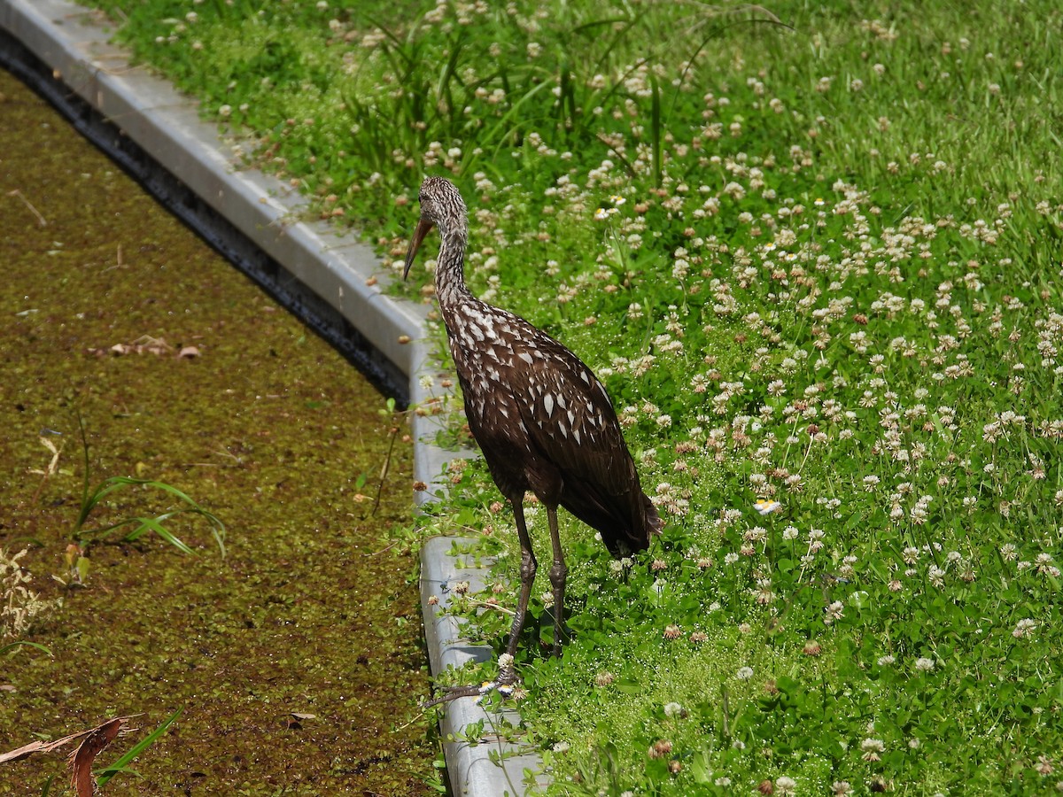 Limpkin - William Cormack