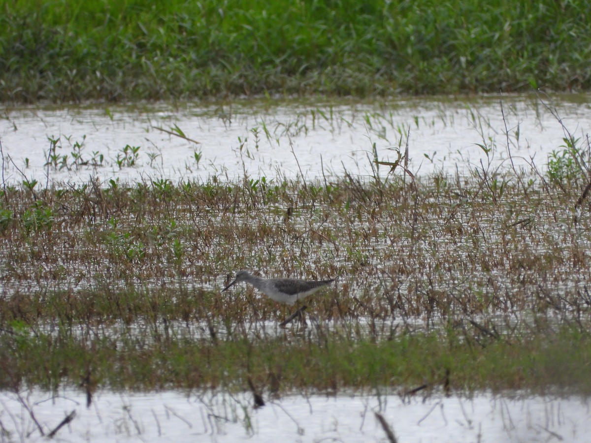 Greater Yellowlegs - ML616700724