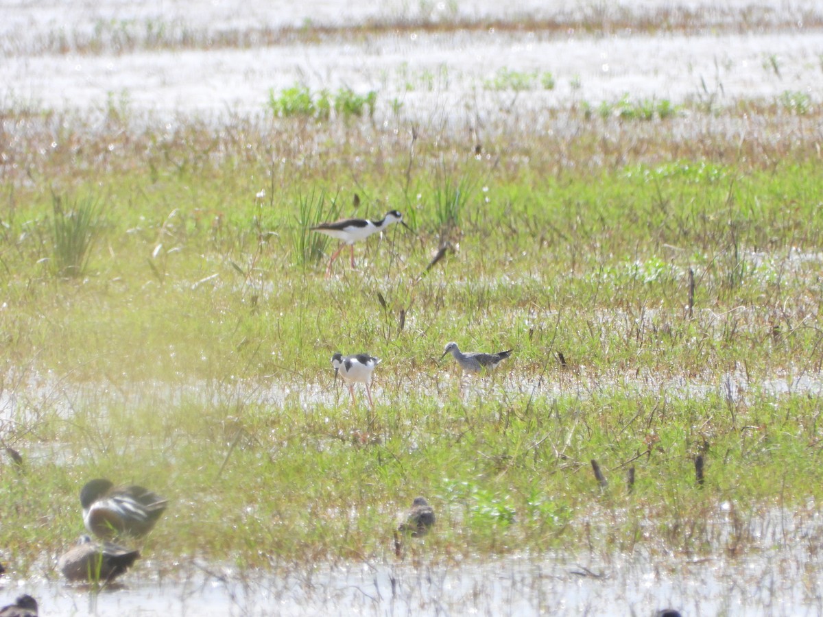 Greater Yellowlegs - ML616700725