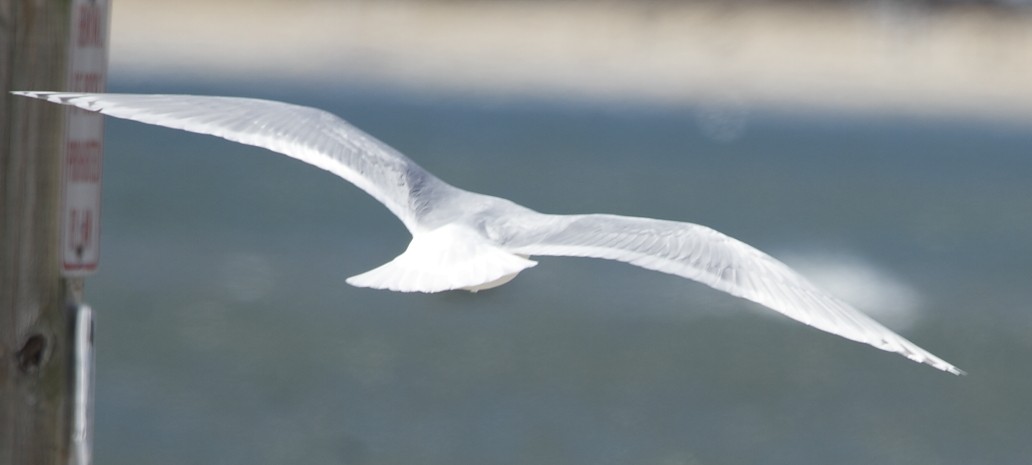 Iceland Gull - ML616700729