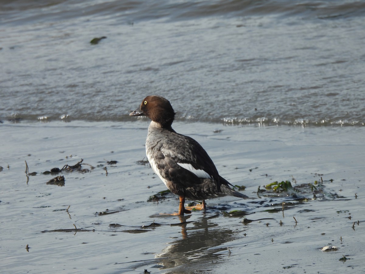 Common Goldeneye - Arjun Guneratne