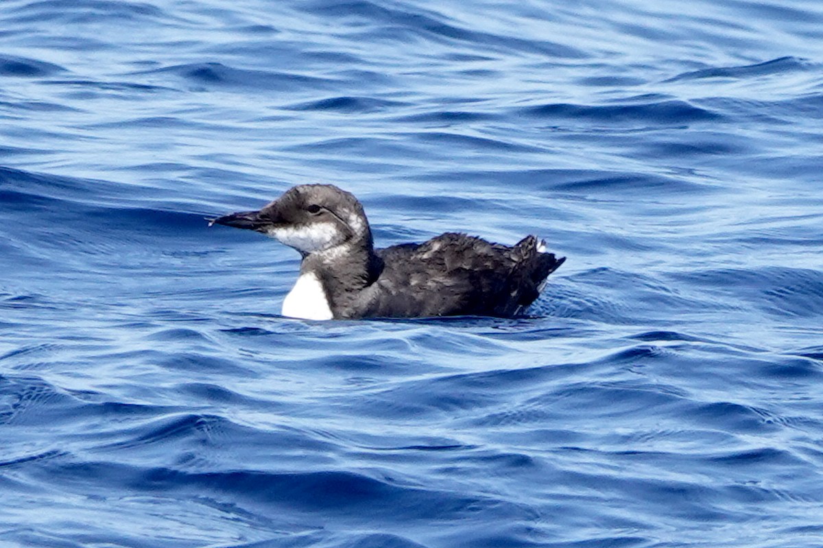 Common Murre - Steve Neely