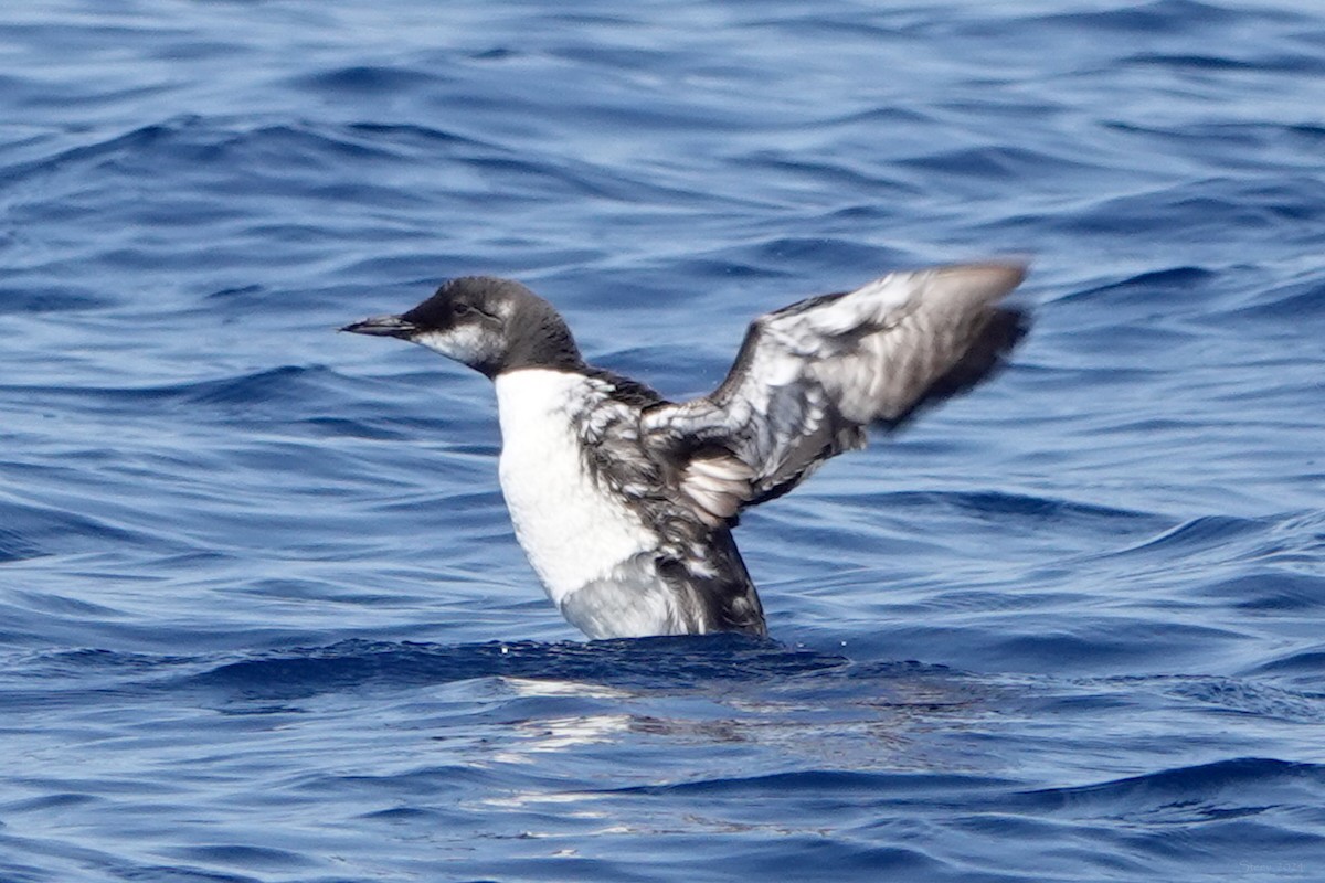 Common Murre - Steve Neely