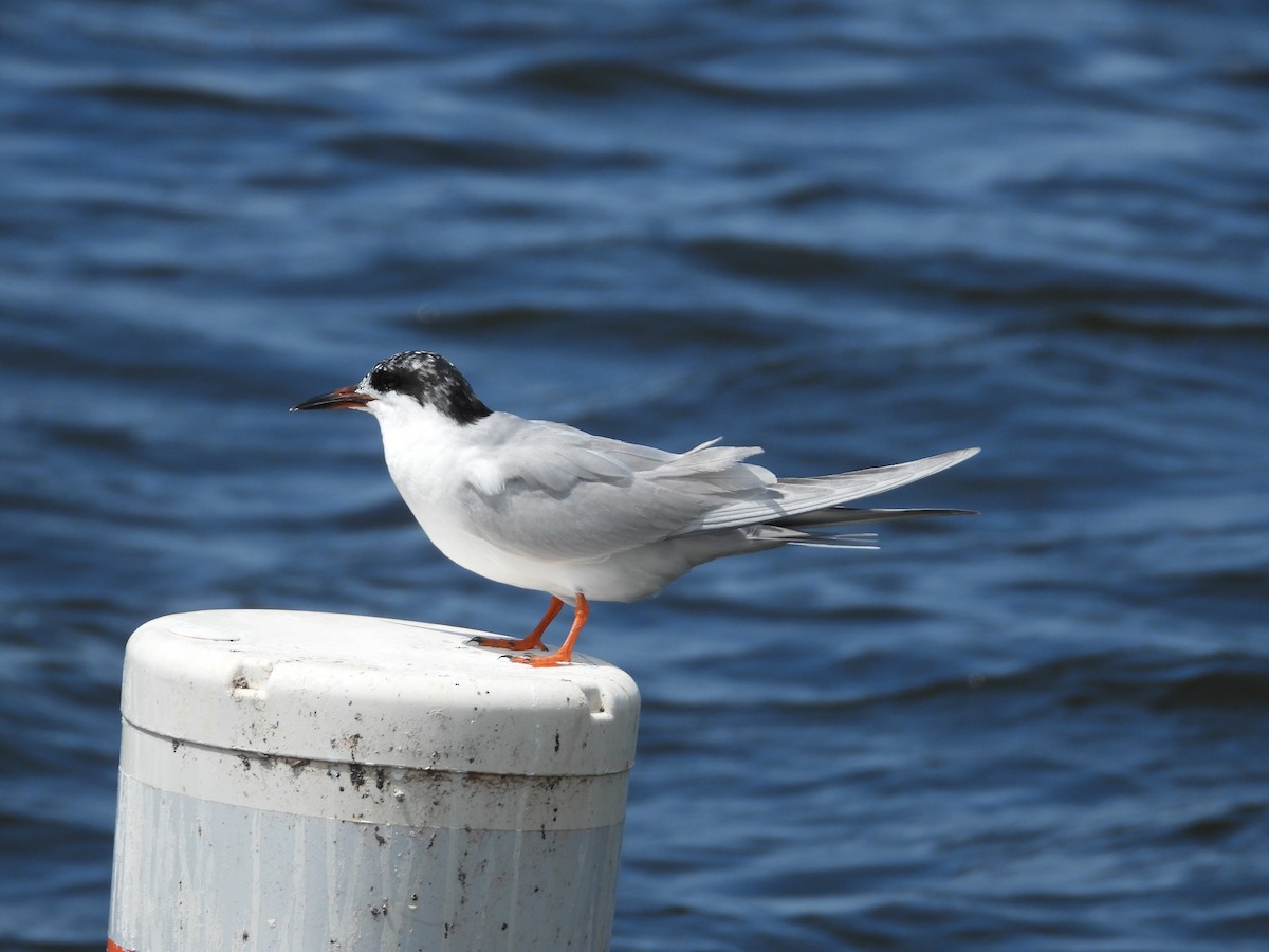 Forster's Tern - ML616700772